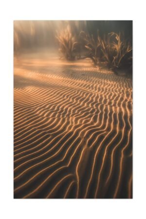 794. Sunlight on Rippled Lakebed Sand