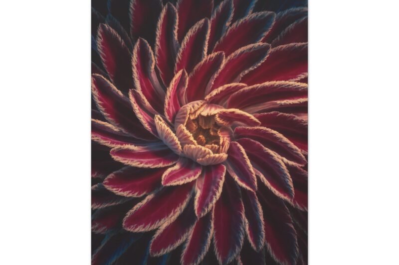 605. Velvet Petals in Bloom