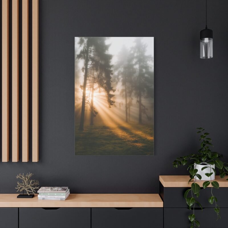 9086236467690583487_2048.jpeg 786. Golden Light Through Foggy Pine Trees